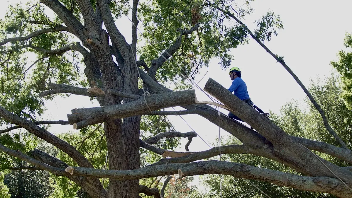 Professional Crown Thinning performed by certified arborists in Hamlet